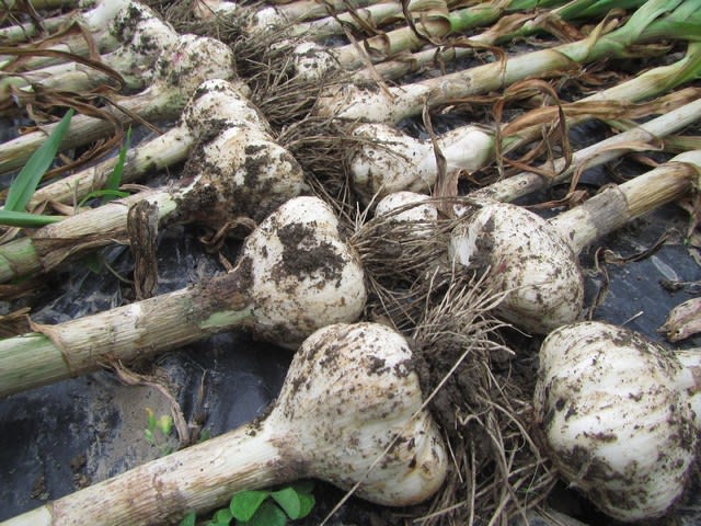 ジャンボ にんにく の 収穫 時期