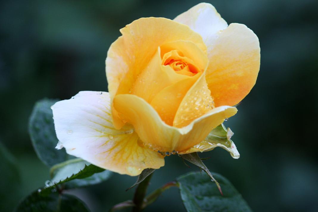 雨のミササガの薔薇の画像