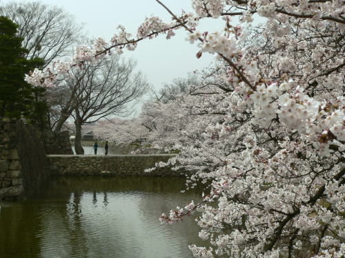 松本城の桜