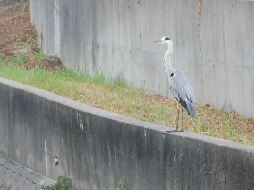 向こう側に渡って素知らぬ顔