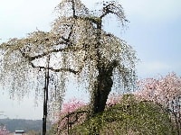 清雲寺の枝垂桜