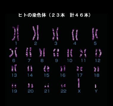 健康を支える糖鎖