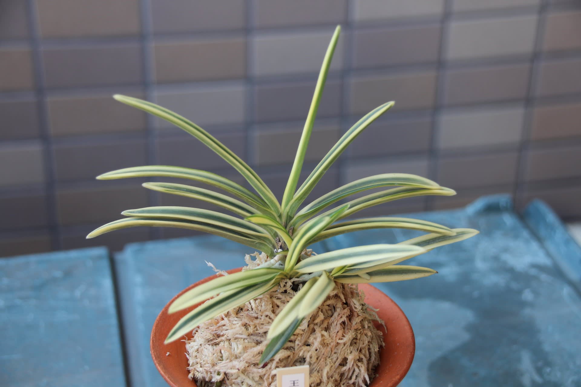 富貴蘭皇の冠 皇の冠 : □ サムライ オーキッド □ 富貴蘭 セレクトショップ