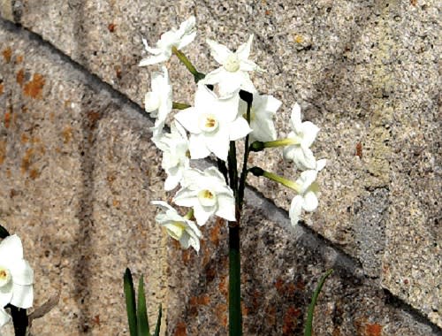 早春を彩る上品な花 スイセンの仲間 花と徒然なるままに