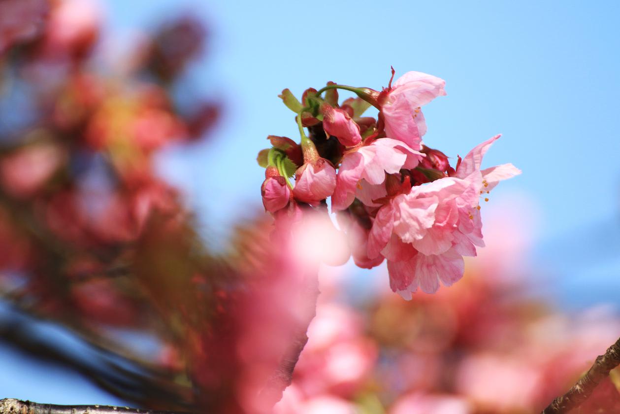 みささがPKの陽光桜の画像