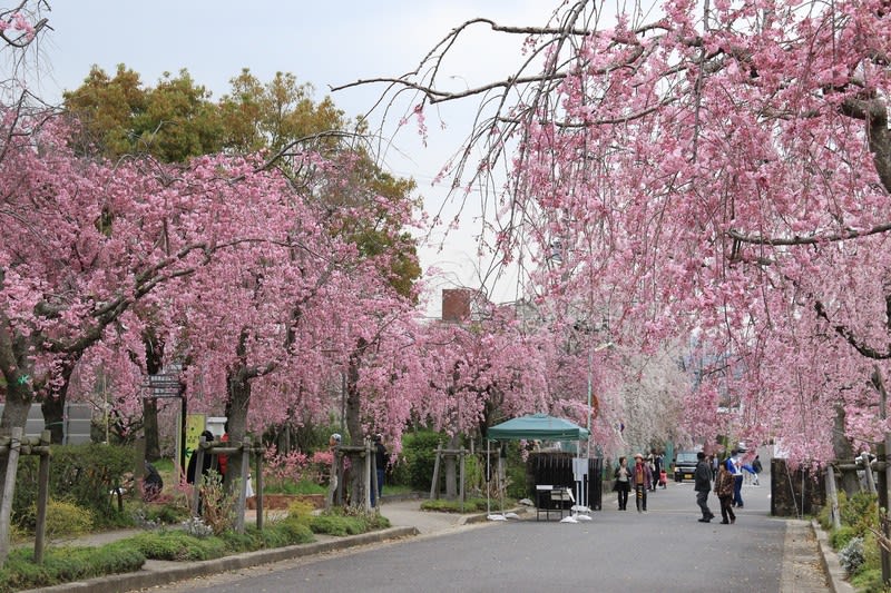 東谷山フルーツパークの紅しだれ桜の開花状態を見に行ってきました 快談爺流離日記