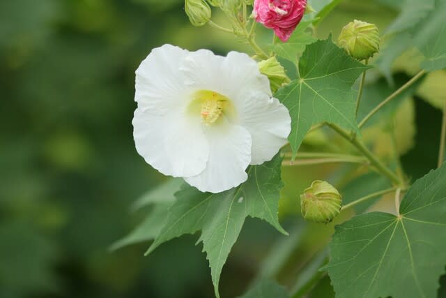 咲きたての酔芙蓉 花に恋して