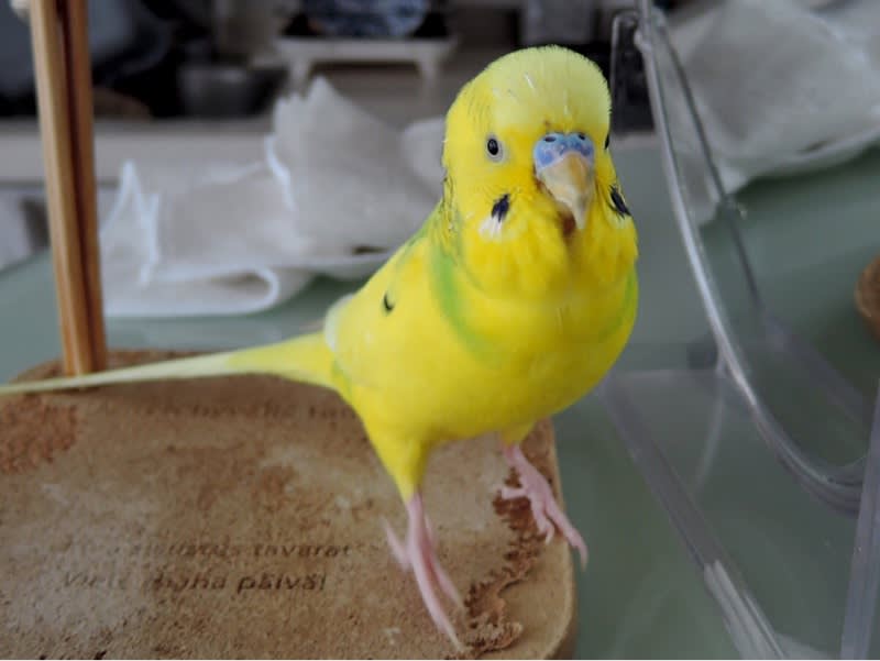 1591 放鳥時間に備えて体力を温存するセキセイインコ セキセイインコに乗っ取られた 株式私情 My Stock News