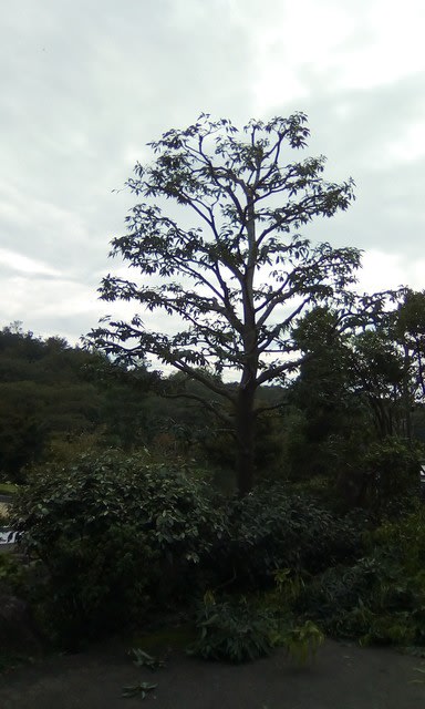 シラカシ 楓池の大木 の剪定 カルス