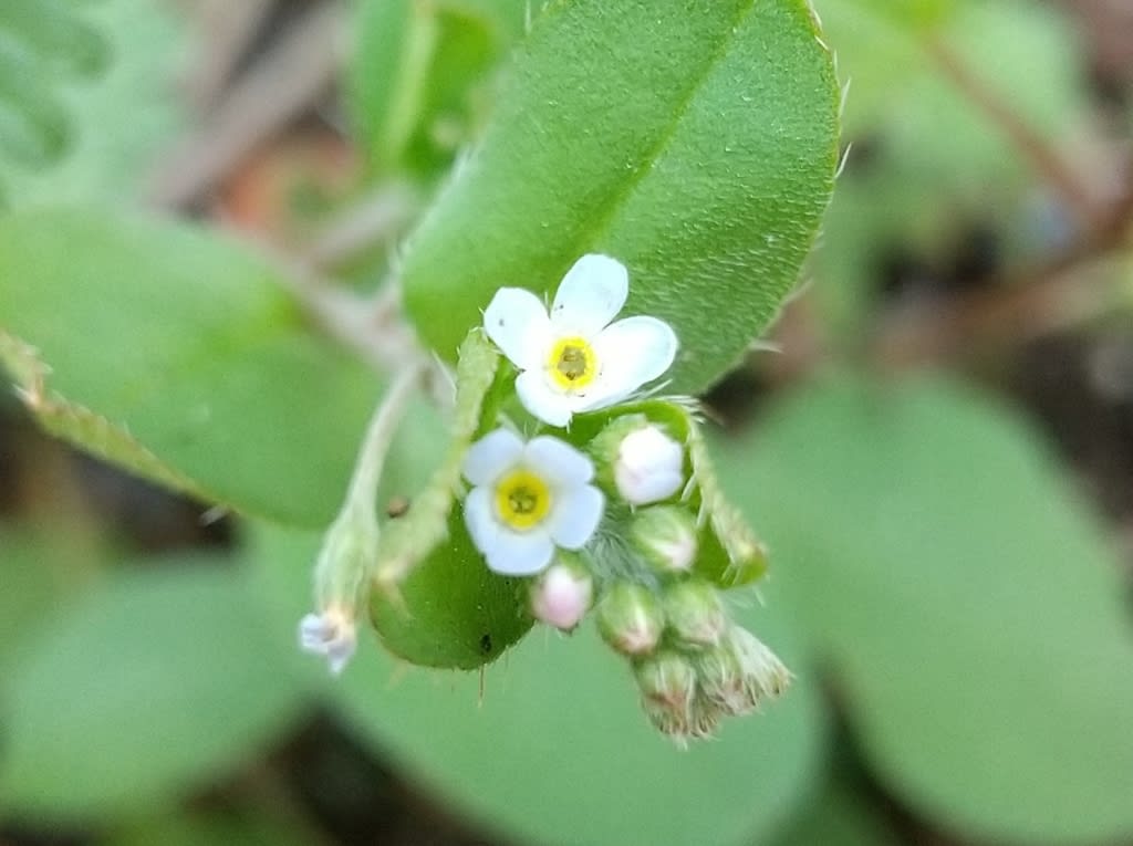 キュウリソウ 花の名前