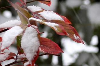 ブルーベリーに積もる雪