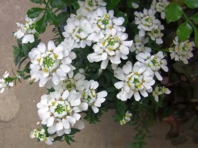 宿根イベリス ブライダルケープの白い花 ｎｉｗａ ｎｉｈａ ｈａｎａ 庭には花