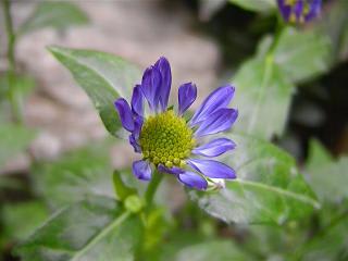 すべての美しい花の画像 綺麗な新潟 みやこ わすれ すべての美しい花の画像 綺麗な新潟 みやこ わすれ