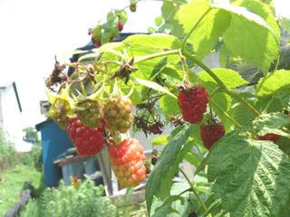 ラズベリー Raspberry ヨーロッパキイチゴ Rubus Idaeus Peaの植物図鑑