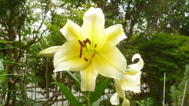 ゴールデンカサブランカ 雨曇子日記 ゴールデンカサブランカ 雨曇子日記