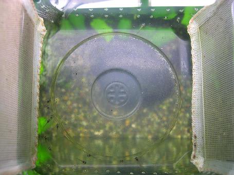 コリドラスの卵 何度目の隔離 ソウルで金魚