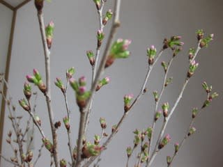 啓翁桜 つぼみ クリスの花のガーデン