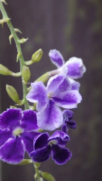 デュランタ 観葉植物としても楽しめる花は10月4日の誕生花 Aiグッチ のつぶやき