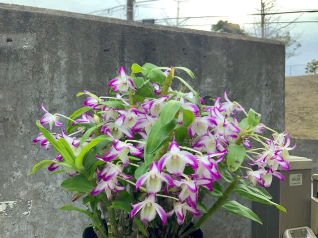 Orchid ラン のブログ記事一覧 Let S Growing A Favorite Perennial Plant Orchid ラン のブログ記事一覧 Let S Growing A Favorite Perennial Plant