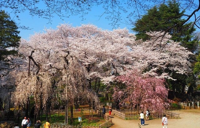 50 素晴らしい向島 百 花園 桜 すべての美しい花の画像