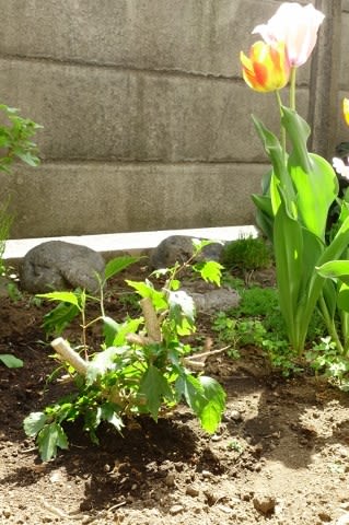 ハイビスカスを土に下ろした まったり猫の毎日