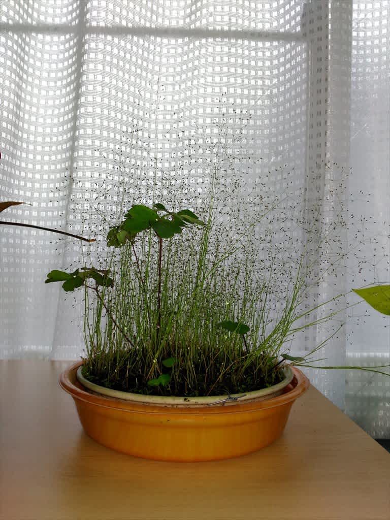 珍種植物やら雲形やら