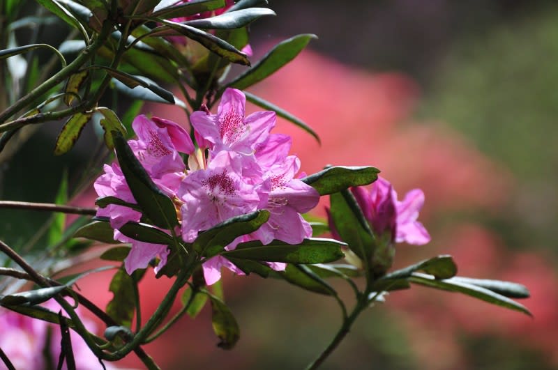 シャクナゲの花言葉をご存知ですか Photo No レンズの向こうに Part２