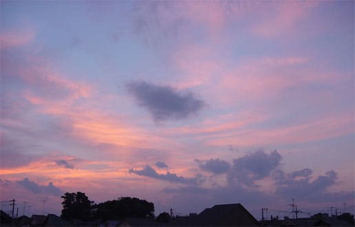 夕焼け 花そよそよ