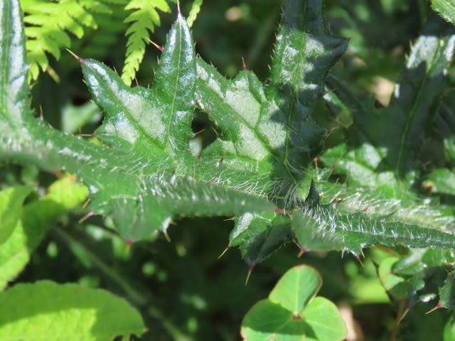 高ボッチ高原・鉢伏山の植物　ノアザミ（野薊）