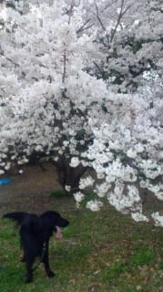 家横緑地の桜