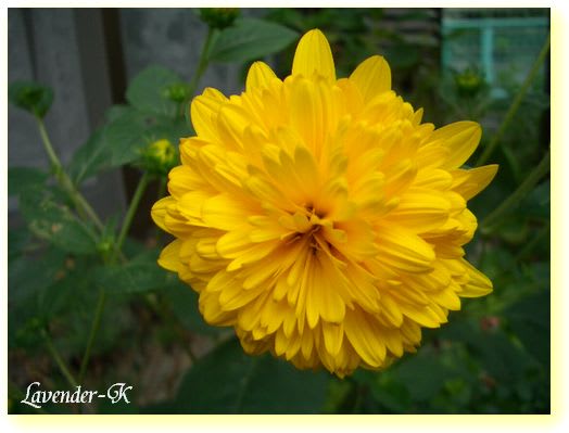 夏に咲く黄色い花 ラベンダーの香り