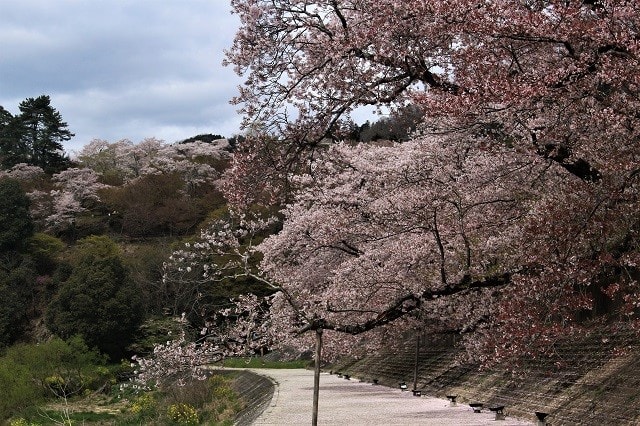 三次 桜咲く尾関山公園を歩く 修行僧が行く