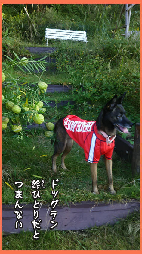 ランもあり 豪華な食事に 満足よ 雑種犬 風 ふう のひとりごと