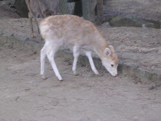 奈良公園で出会った白い鹿 カフェテラス
