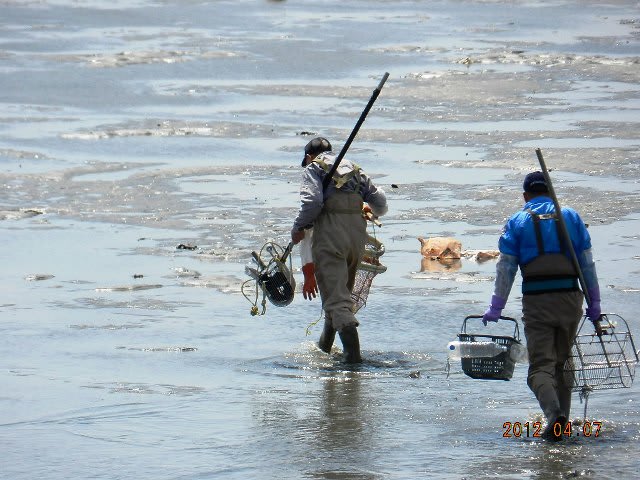 アサリ獲りの画像