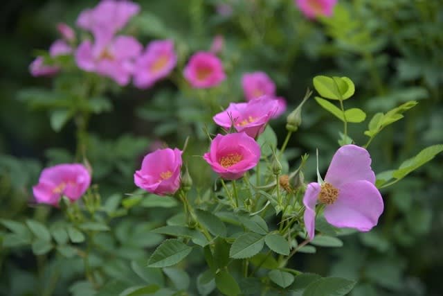 今春 初開花のバラ センセーショナルファンタジー 小さな庭の小さな幸せ チャッピーのバラ庭より