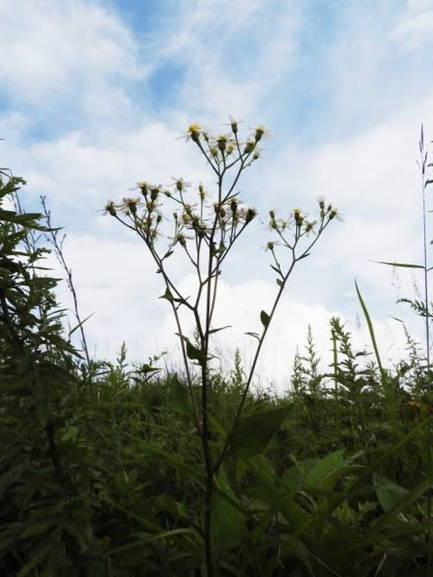 高ボッチ高原・鉢伏山で最近咲いている花　シラヤマギク（白山菊）