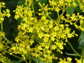 オミナエシ（女郎花） - peaの植物図鑑