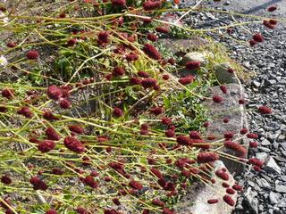 ワレモコウ（割木瓜）/吾亦紅/吾木香） - peaの植物図鑑