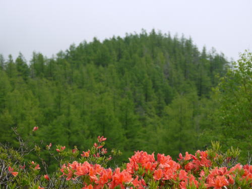 鉢伏山のレンゲツツジ（蓮華躑躅）