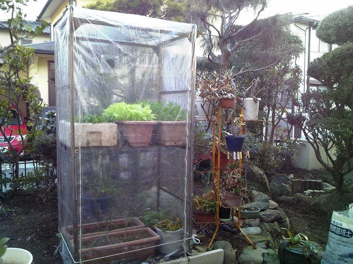 7208円 最安価格 温室 ミニ温室カバー ネットフルーツケージ小さな庭のカバーは作物の野菜を保護して育てます XJJUN 色 : 白い サイズ 75x40x60cm
