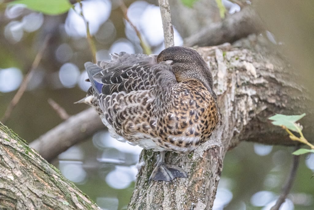 カモの水かき 徒然なる野鳥のままに悠々散歩 カモの水かき 徒然なる野鳥のままに悠々散歩