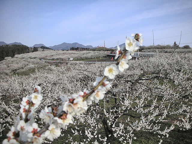 今年の桜は早めのピーク予想 群馬のお花見特集 群馬のクチコミナビ ぐんラボ 取材ブログ 今年の桜は早めのピーク予想 群馬のお花見特集 群馬のクチコミナビ ぐんラボ 取材ブログ