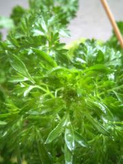 パセリがトウ立ち 憧れの地植え パセリがトウ立ち 憧れの地植え