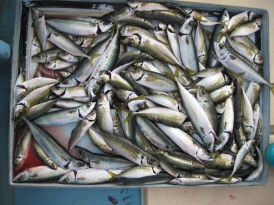１月１日 金 指宿山川沖のアジ サバ釣り ボラ男のブログ ボラブロ 鹿児島の釣り情報
