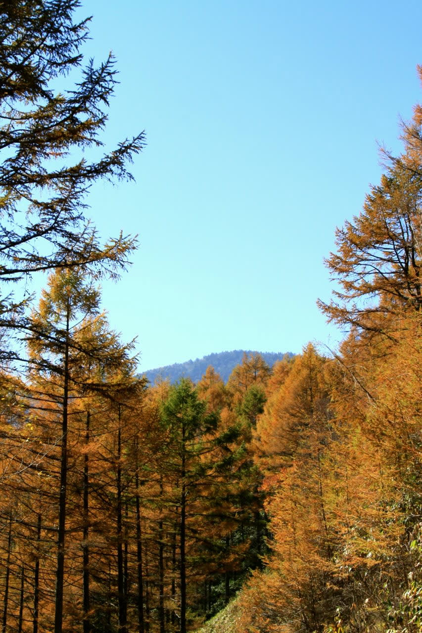 紅葉を見にの画像
