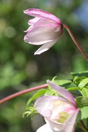 ｎｏ ７ セリーズダブル ピンクフラミンゴ フェアリーブルー クレマチスとベルと花々