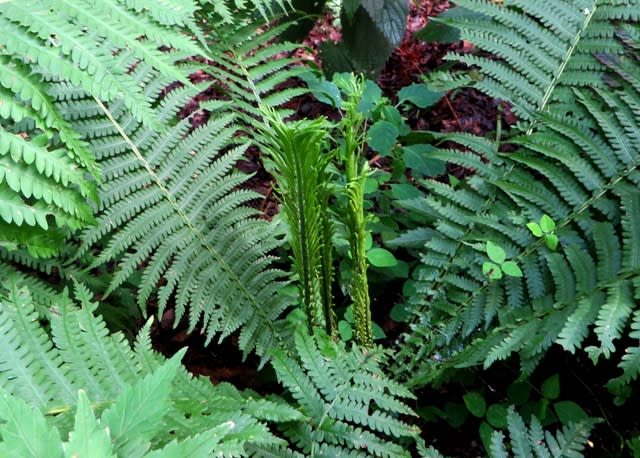 北大苫小牧研究林の花１０クサソテツなど 井伊影男の植物観察