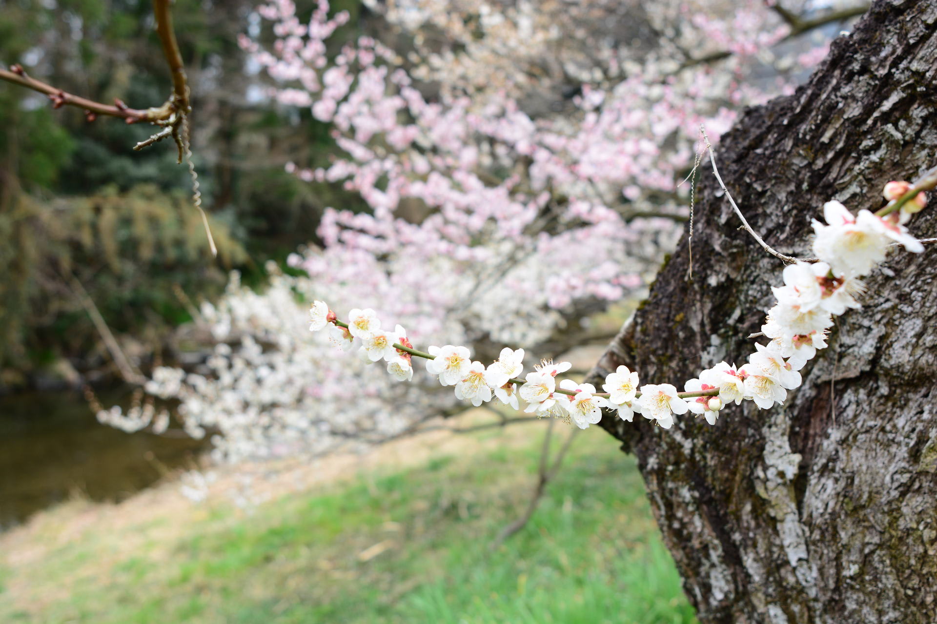 水彩画のような 春霞の中の梅林が 美しい（埼玉・越生梅林） - 徒然なるまま 写遊記