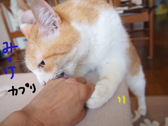 ちまっこい遊び 東照宮とかき氷 ビビリ猫ビビの幸せのかぎしっぽ